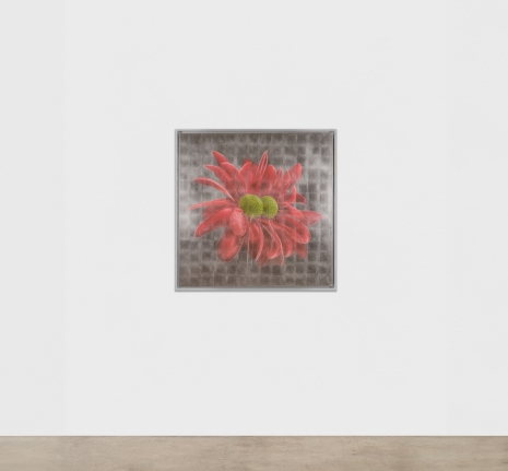 Laurent Grasso , Future Herbarium , , Sean Kelly