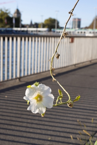 Wolfgang Tillmans, September Blossom, 2025 , Regen Projects