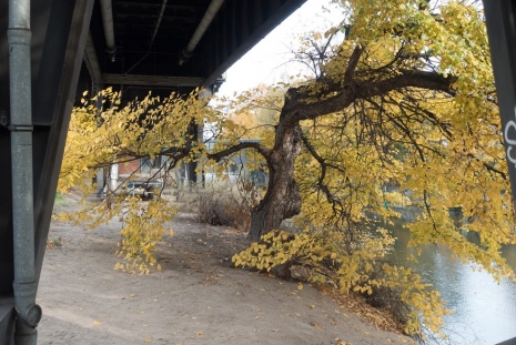 Wolfgang Tillmans, Geometree, 2015 , Regen Projects