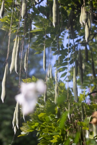 Wolfgang Tillmans, Wisteria Pods Delight, 2023 , Regen Projects