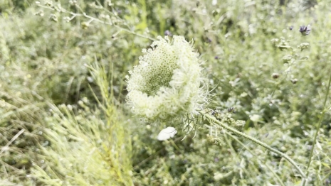 Wolfgang Tillmans, Wild Carrot, 2025 , Regen Projects