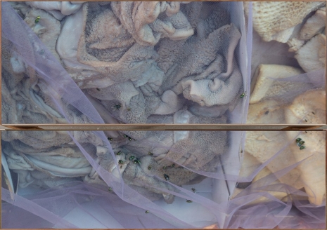 Wolfgang Tillmans, Truth Study Center (LA03/04 Veiled Offal), 2025 , Regen Projects