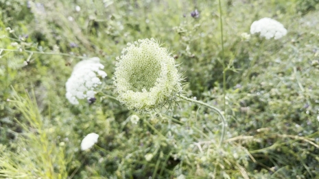 Wolfgang Tillmans, Wild Carrot, 2024 (Film still), Regen Projects