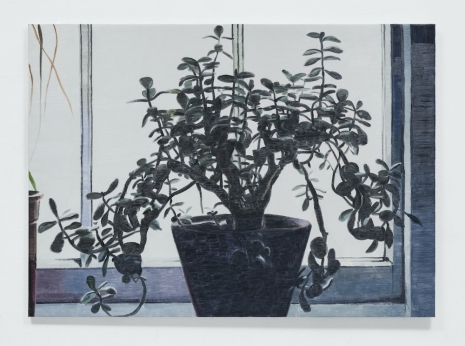 Mike Silva, Window Sill (Money Plant), 2025 , Anton Kern Gallery