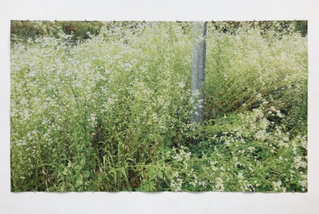 Stefano Arienti , Via Ofanto, 2024, greengrassi