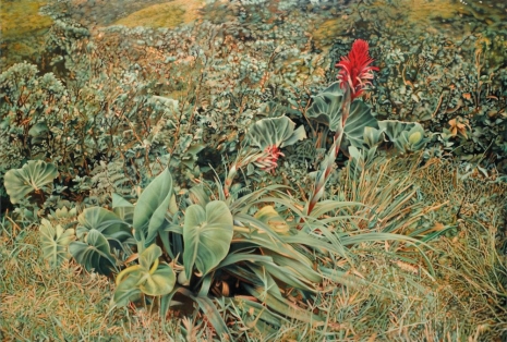 Franz Gertsch, Bromelia (Guadeloupe), 2012 , Hauser & Wirth