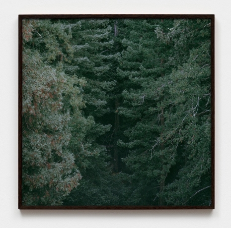 Daniel Gustav Cramer, Untitled (Woodland) #43, 2005 , Sies + Höke Galerie
