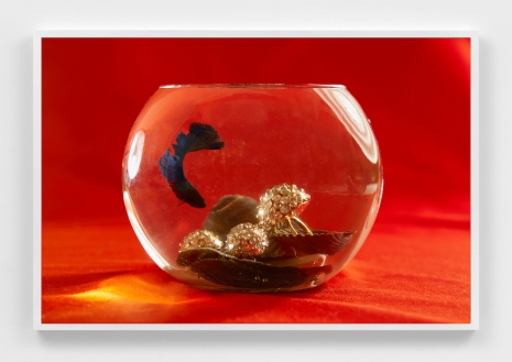 Roe Ethridge, Celine Rings in a Fish Bowl, 2025 , Mai 36 Galerie