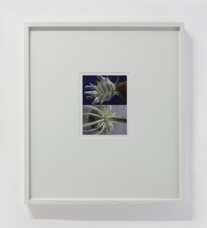 Gabriel Orozco , Palm Palm, 2012 , Galerie Chantal Crousel