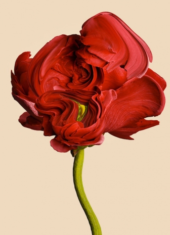 Vincent Fournier, Lucens borealis [Aurius-7c], 2025 , Au Cube