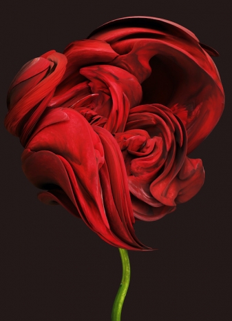 Vincent Fournier, Paeonia stellaris gigas [Primat sidera], 2025, Au Cube