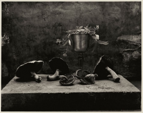 Don McCullin, Still Life with Chalice and Horse Mushrooms in My Garden Shed , 1989 (printed later by the artist), Hauser & Wirth Somerset