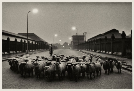 Don McCullin, Sheep Going to Slaughter, Early Morning near the Caledonian Road, London, 1965 (printed later by the artist), Hauser & Wirth Somerset