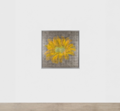 Laurent Grasso , Future Herbarium , , Sean Kelly