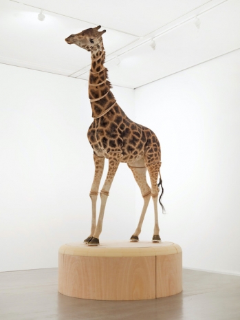 Julius von Bismarck, The Elephant in the Room (Giraffe), 2023 , Sies + Höke Galerie