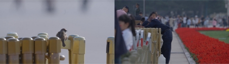 Yao Qingmei, Steel Garden, 2025 , ShanghART