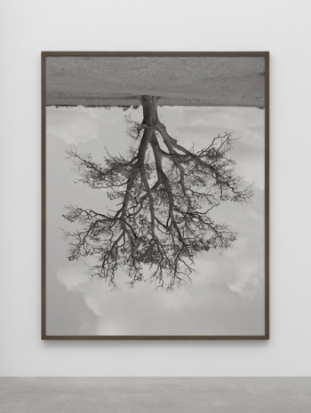 Rodney Graham, Oak, Banford, 1990 , Lisson Gallery