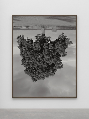 Rodney Graham, Oak, Middle Aston, 1990 , Lisson Gallery