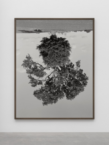 Rodney Graham, Oak, Wroxton Heath I, 1990 , Lisson Gallery