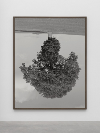 Rodney Graham, Oak, Wroxton Heath II, 1990 , Lisson Gallery