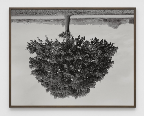 Rodney Graham, Oak, Milcombe, 1990 , Lisson Gallery