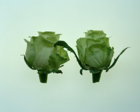 Jean-Luc Moulène , Rose, Paris, 03 août 2002, 2005, Galerie Chantal Crousel