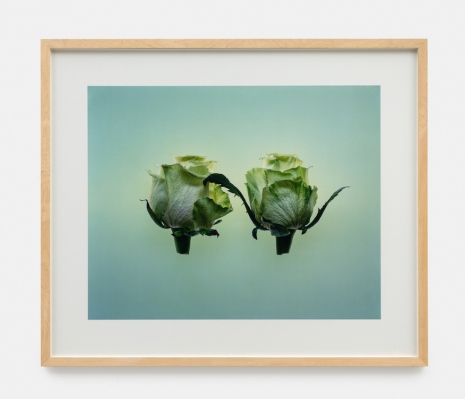 Jean-Luc Moulène , Rose, Paris, 03 août 2002, 2005, Galerie Chantal Crousel