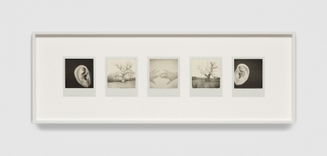 Tacita Dean, Between the Years (Dendriform), 2025-26 , Marian Goodman Gallery