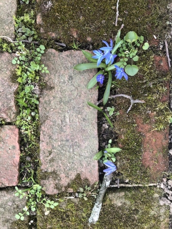 Sean Scully, Bricks and Flowers, 2020 , Lisson Gallery