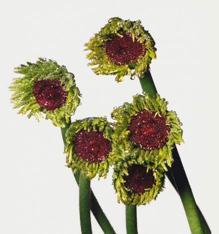 Irving Penn, Gerbera Daisy / Gerbera asteraceae, New York, 2006 , Gagosian