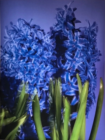 T.J. Wilcox , Hyacinth’s Eternal Return, 2020 , GAVLAK