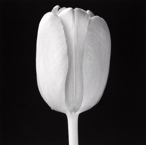 Robert Mapplethorpe, Tulip, 1988 , Gladstone Gallery