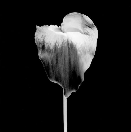 Robert Mapplethorpe, Calla Lily, 1986 , Gladstone Gallery