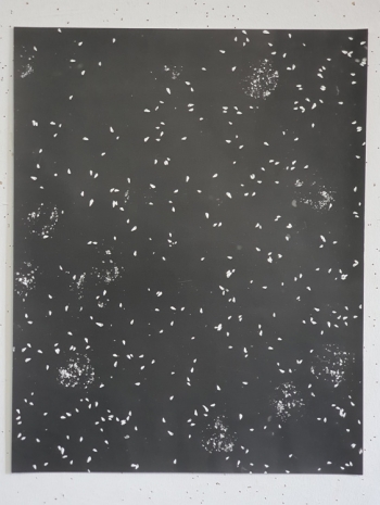 Jochen Lempert , Crushed Shells, 2013 , Anton Kern Gallery