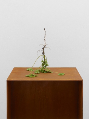 Kelly Akashi, Root Inversion (Mallow), 2026 , Lisson Gallery