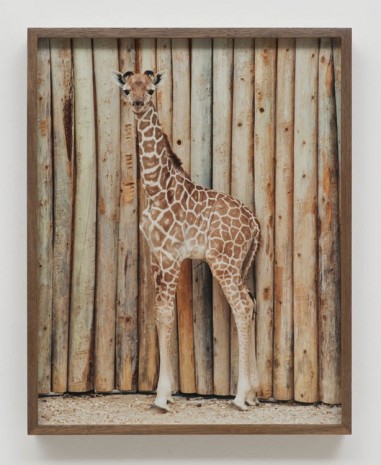 Elad Lassry	, Giraffe, 60513, 2013, 303 Gallery