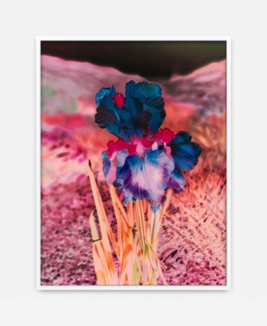 Lisa Oppenheim, Madamm Steichen Version VII, 2025 , The Approach