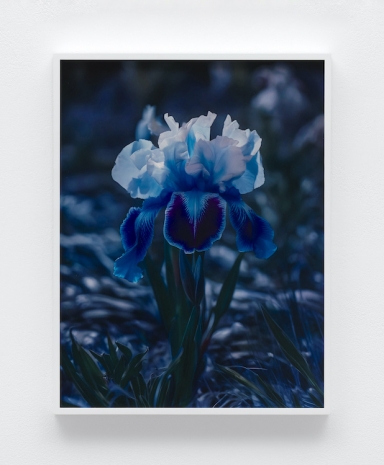 Lisa Oppenheim, Frau Steichen Version XI, 2025 , The Approach