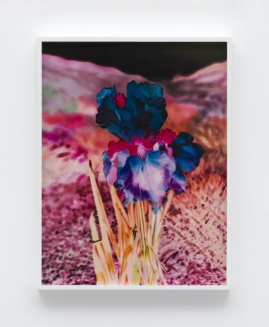 Lisa Oppenheim, Madamm Steichen Version VII, 2025 , The Approach