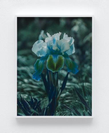 Lisa Oppenheim, Frau Steichen Version XII, 2025 , The Approach