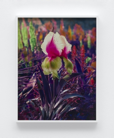 Lisa Oppenheim, Här Steichen Version XII, 2025 , The Approach