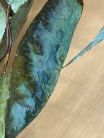 Steph Huang, Grafting, 2026, Perrotin