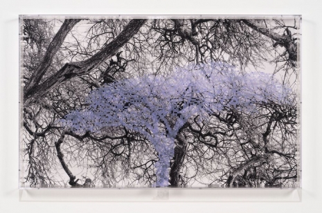 Charles Gaines, Numbers and Trees: Tanzania Series 3, Acacia, Tree #1, Ikizu, 2025 , Hauser & Wirth