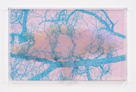 Charles Gaines, Numbers and Trees: Tanzania Series 3, Acacia, Tree #2, Kagulu, 2025, Hauser & Wirth
