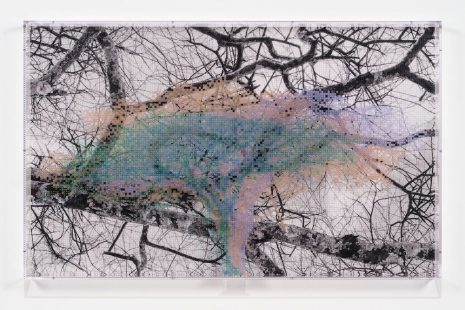 Charles Gaines, Numbers and Trees: Tanzania Series 3, Acacia, Tree #3, Shubi, 2025 , Hauser & Wirth