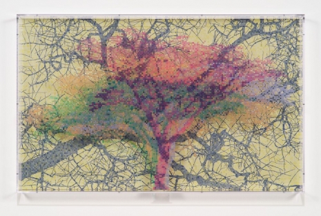 Charles Gaines, Numbers and Trees: Tanzania Series 3, Acacia, Tree #4, Kabwa, 2026 , Hauser & Wirth
