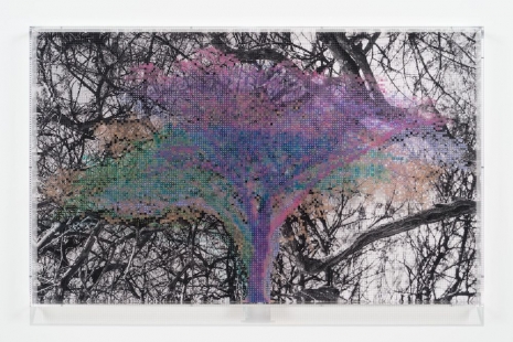 Charles Gaines, Numbers and Trees: Tanzania Series 3, Acacia, Tree #5, Nyambo, 2026 , Hauser & Wirth