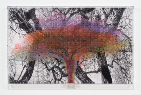 Charles Gaines, Numbers and Trees: Tanzania Series 3, Acacia, Tree #7, Hadzabi, 2026 , Hauser & Wirth