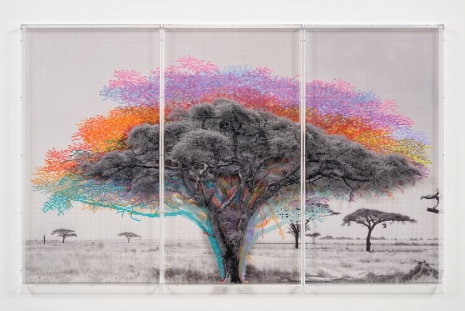 Charles Gaines, Numbers and Trees: Tanzania Series 3, Acacia, Tree #9, Pare, 2026 , Hauser & Wirth