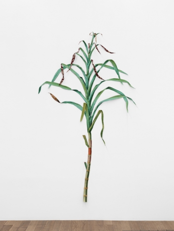 Ishita Chakraborty, Where The Wild Things Roam XXXIV, Sugarcane I, 2026 , Galerie Peter Kilchmann